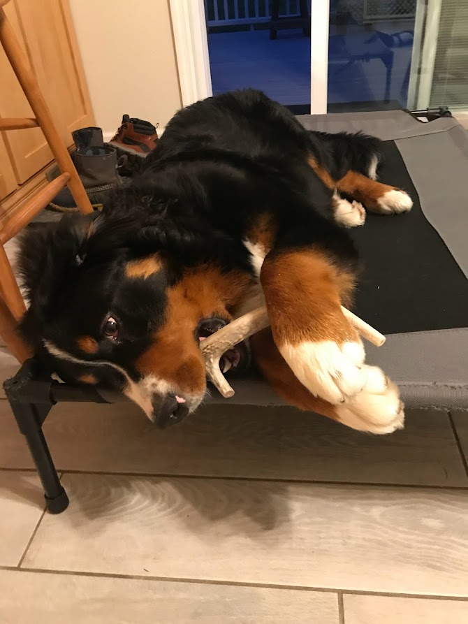 Bernese Mountain Dog chewing a deer antler on top of his elevated dog bed