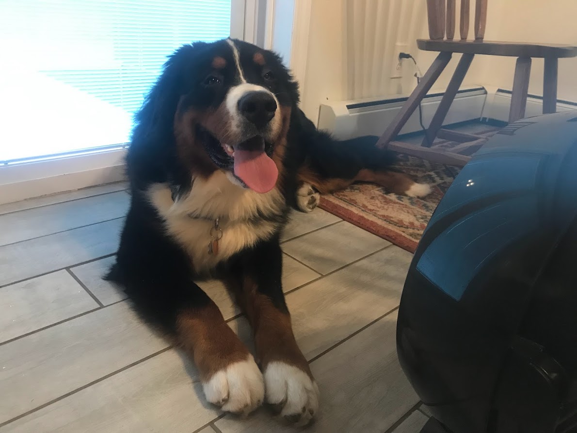 Big dog laying down with his tongue out