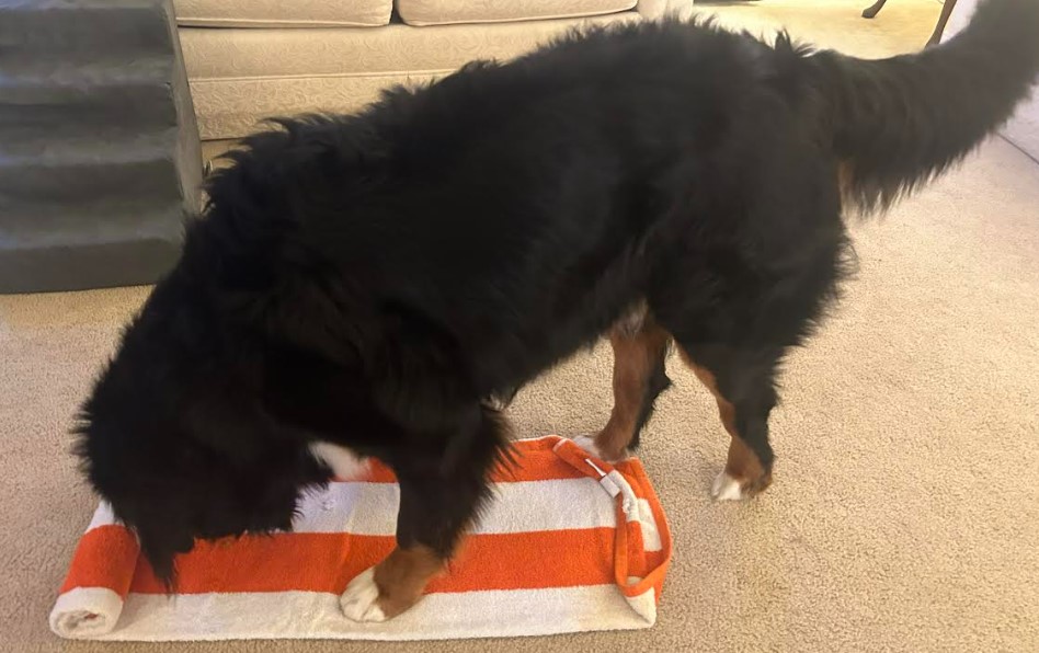 Bernese Mountain Dog unrolling a towel with his nose. 