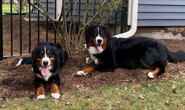 Two Bernese Mountain Dogs laying down outside together.  They are littermates and they are about 7 months old.