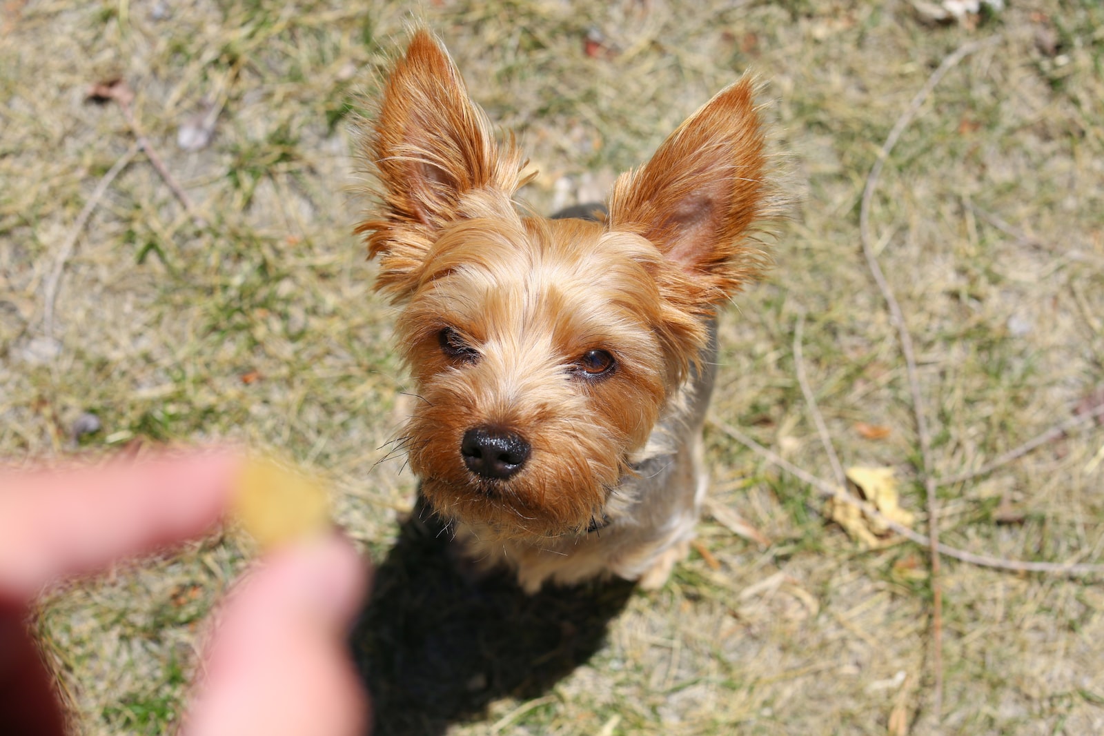 food luring a dog to sit