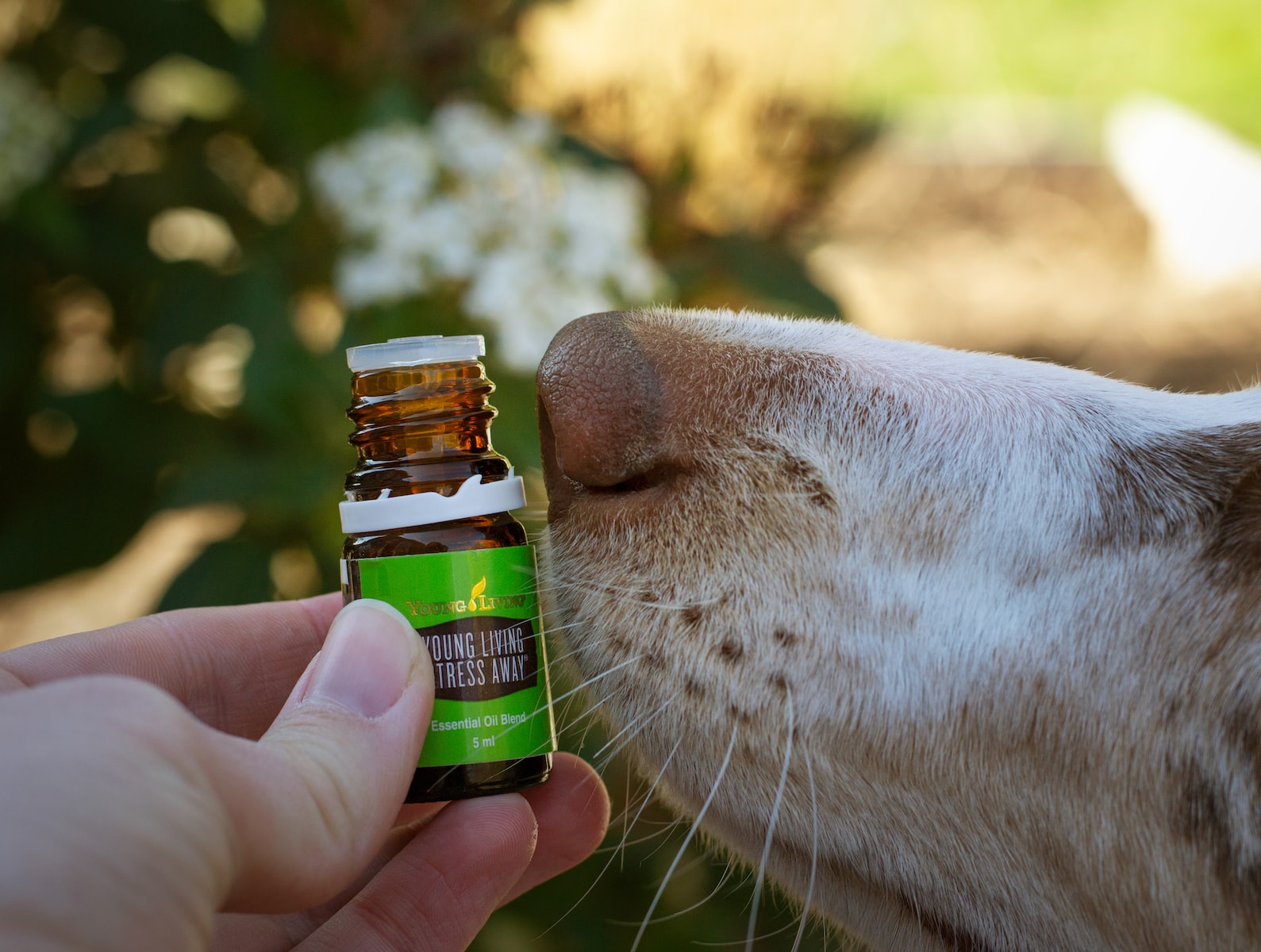 Train your dog to go find it using a treat or a scent, like birch oil