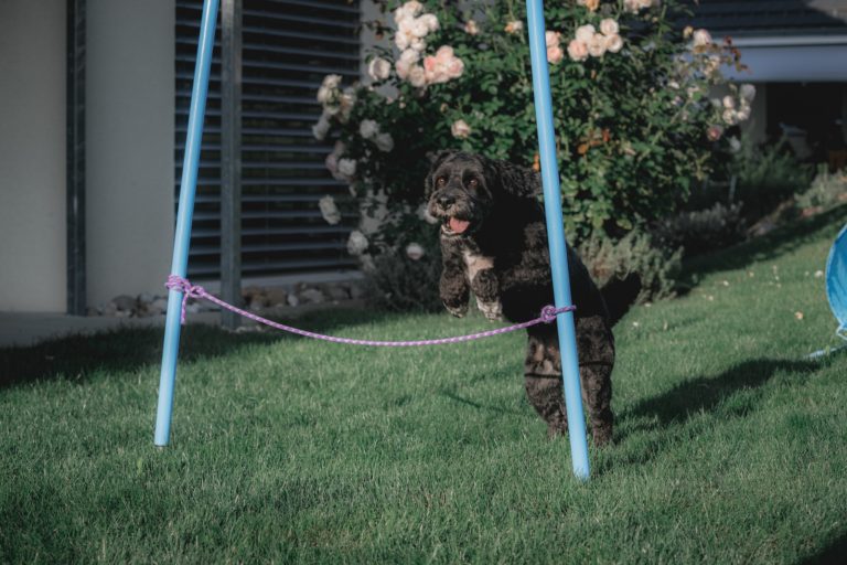 How to Train Your Dog to do a Low Jump