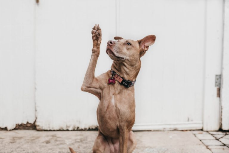 Want Your Dog to Wave Hello or Goodbye?  Read This!