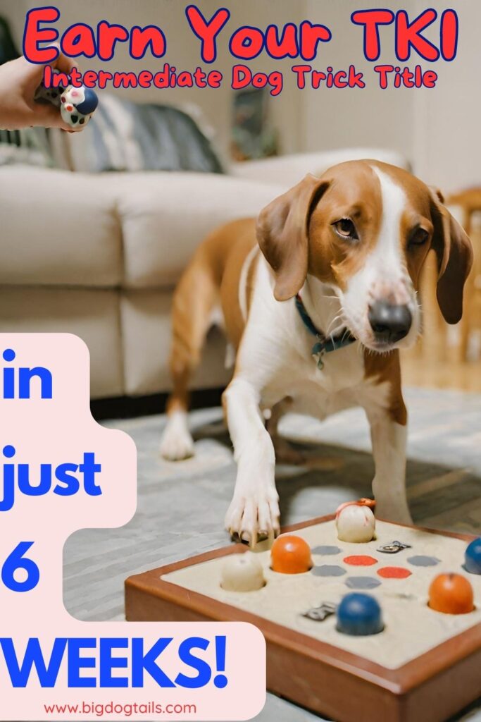 dog playing a game to earn AKC Intermediate Dog Trick Title TKI.